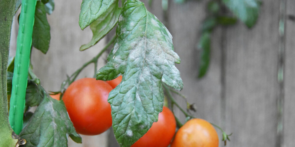 Tomato plant disease, powdery white mildew, on tomato leaves in